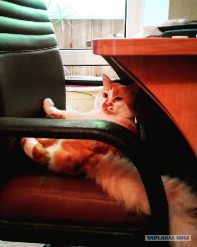 Котовторник 21.06.16