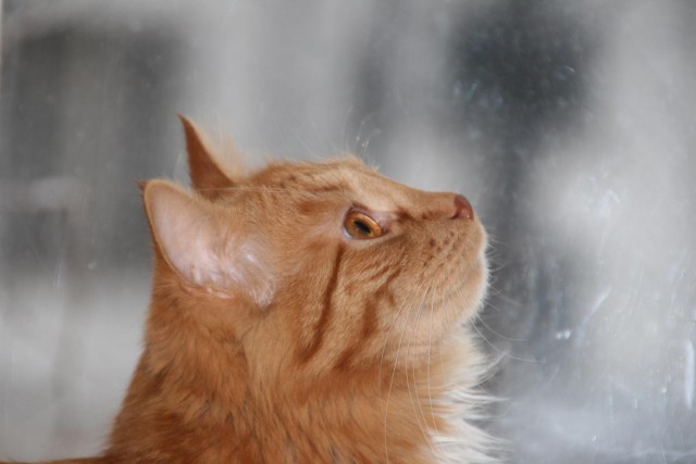 Котовторник  14.02.2017