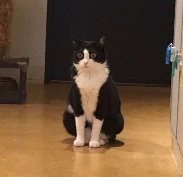 Коты и Кошки