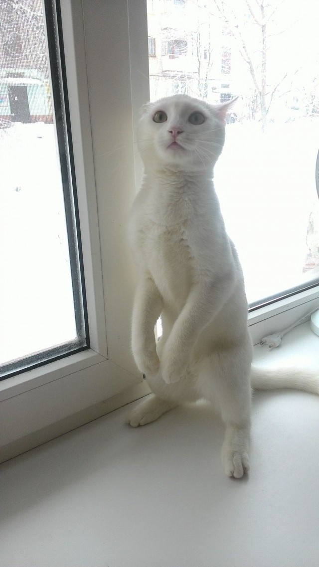 Прикольных котов пост