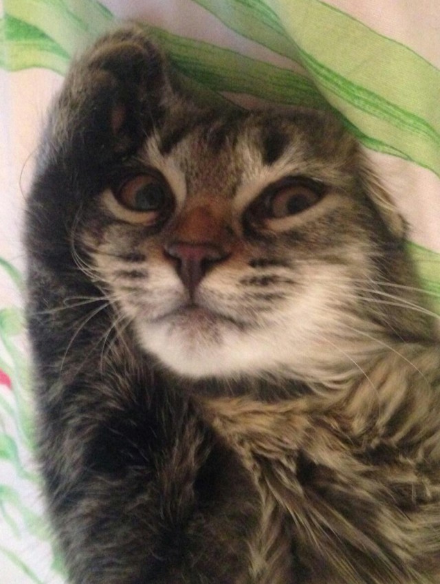 Котовторник