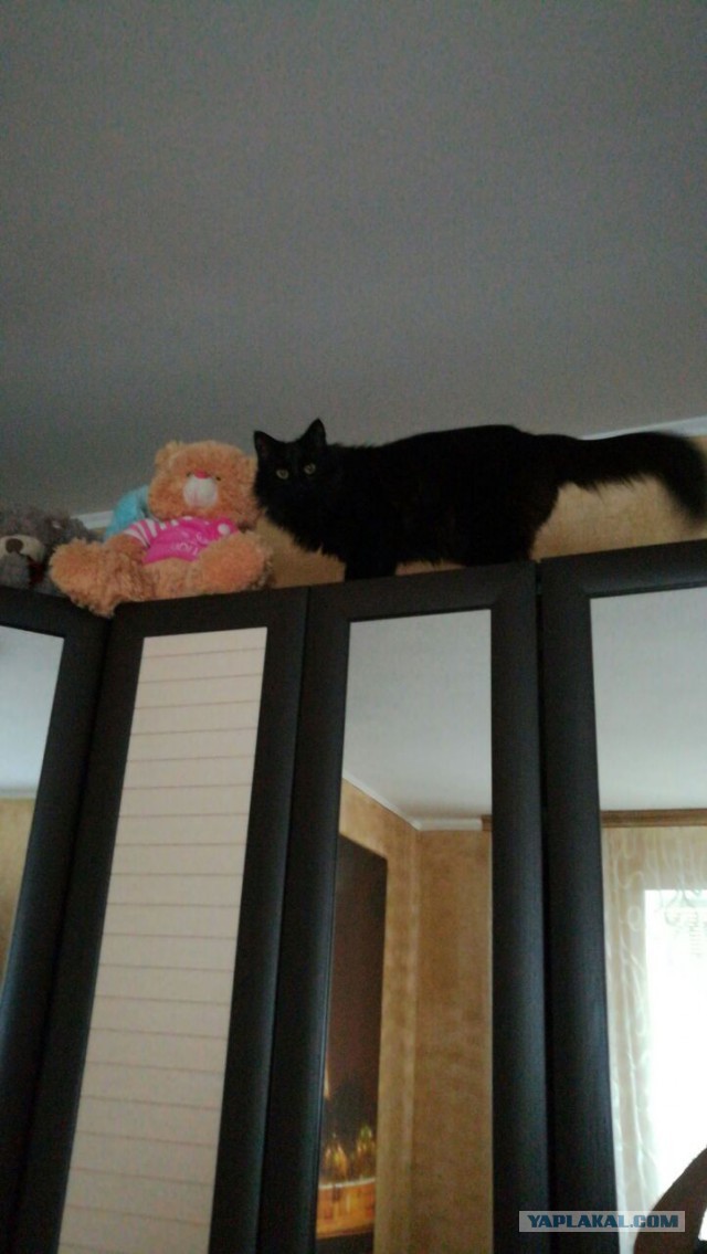 Котовторник