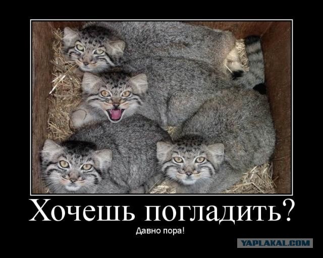 А может все-таки погладим?