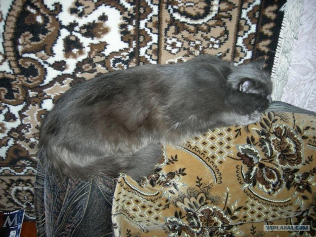 Котовторник на ЯПе (21.04.2009)