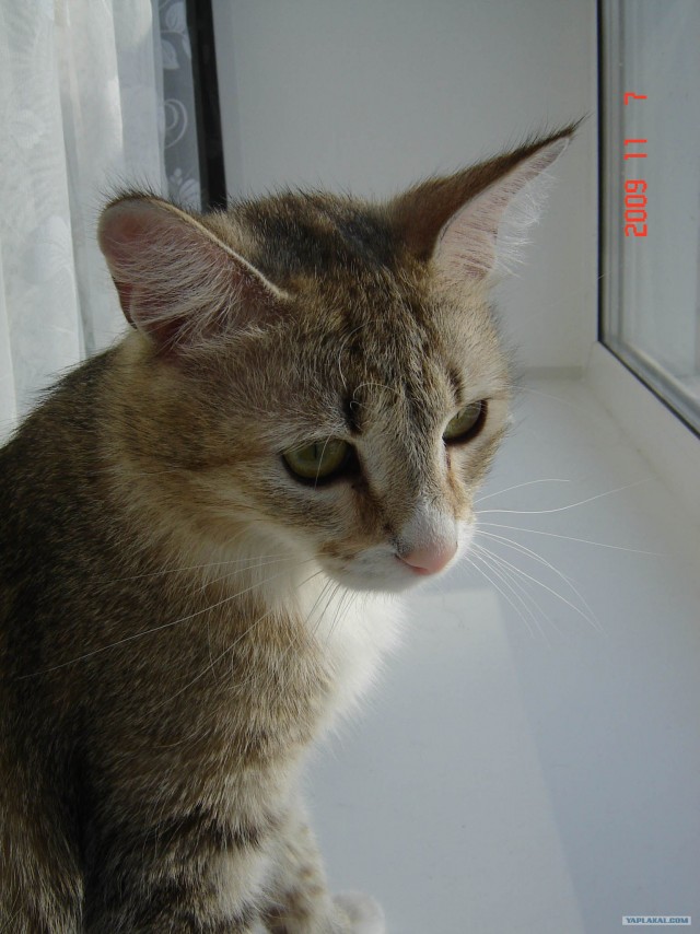 Котовторник?