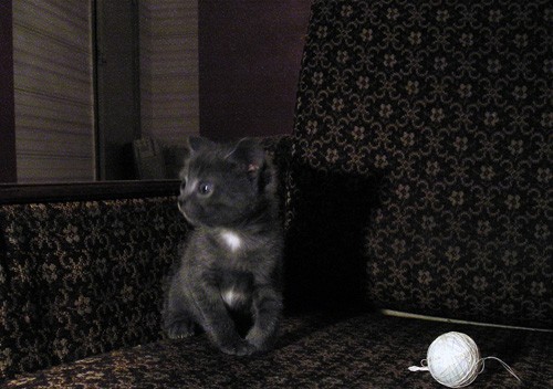 Котовторник 4.01.2011 - первый котовторник года