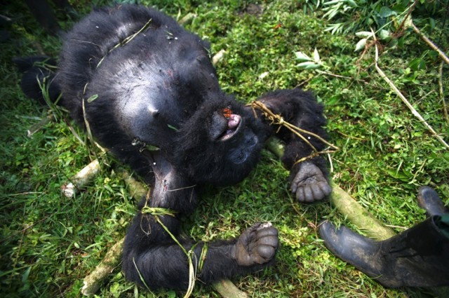 Убийство в Национальном парке Virunga (+18)