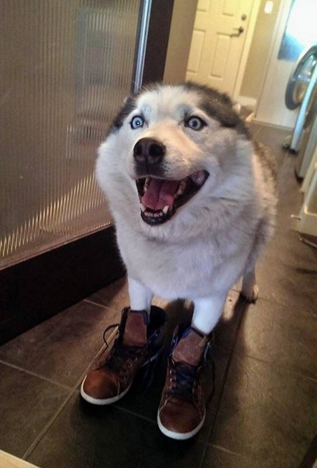 Живность из сети