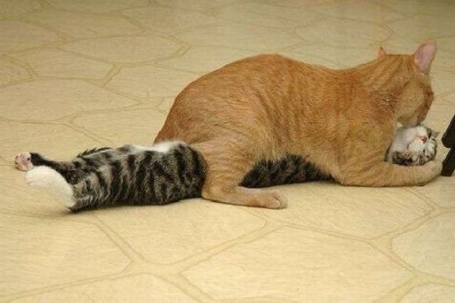 Котовторник: Кошки и ягнёнок