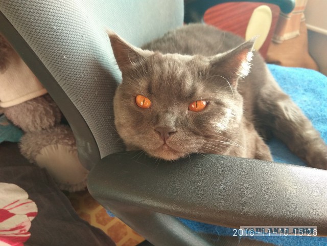Котовторник (20.11.18)