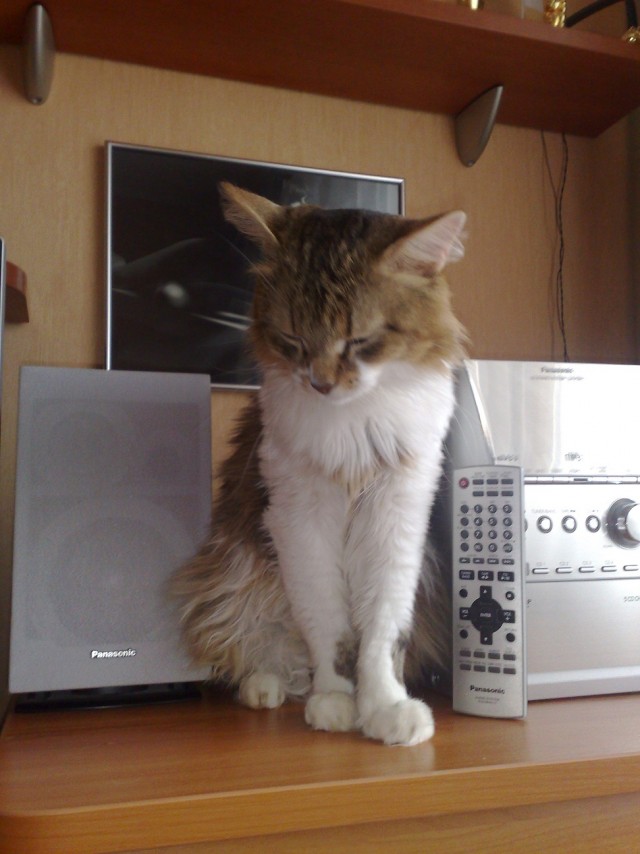 Котовторник 22.11.11