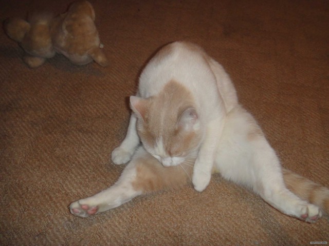 КОТОВТОРНИК (6.03.2012)