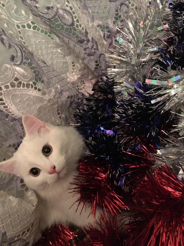 Прикольных котов пост