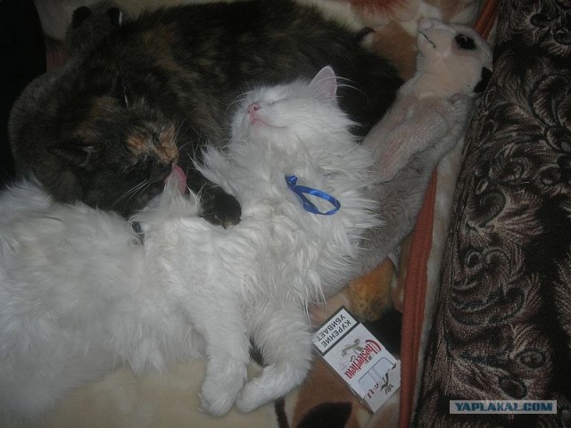 Котовторник   5.06.2012