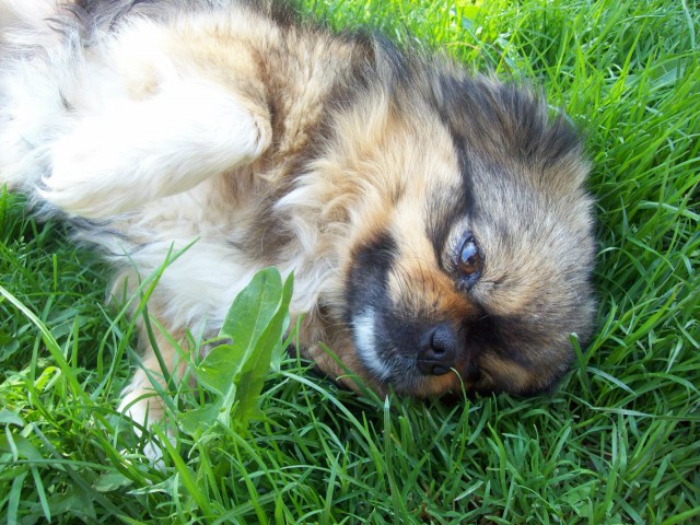 Живность из сети