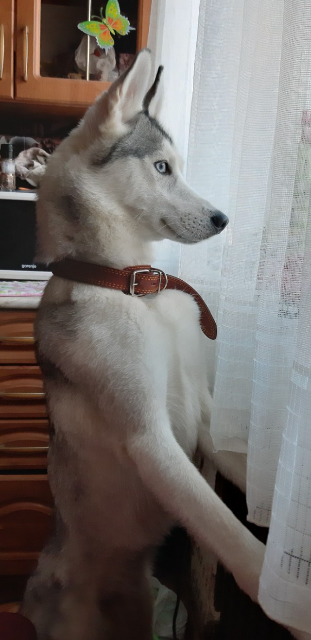 Живность из сети