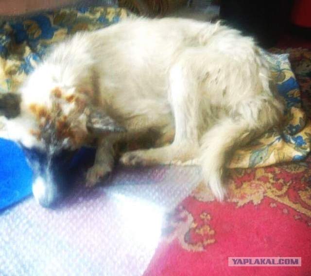 В Вилейском районе спасатели достали из уличного туалета изуродованную живодерами собаку,которые бросили её туда умирать .