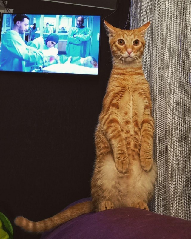 Знакомьтесь, Хищник