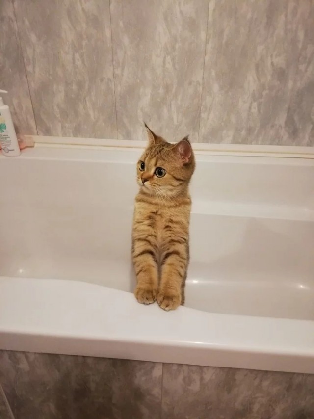 Забавные картинки с котами из сети
