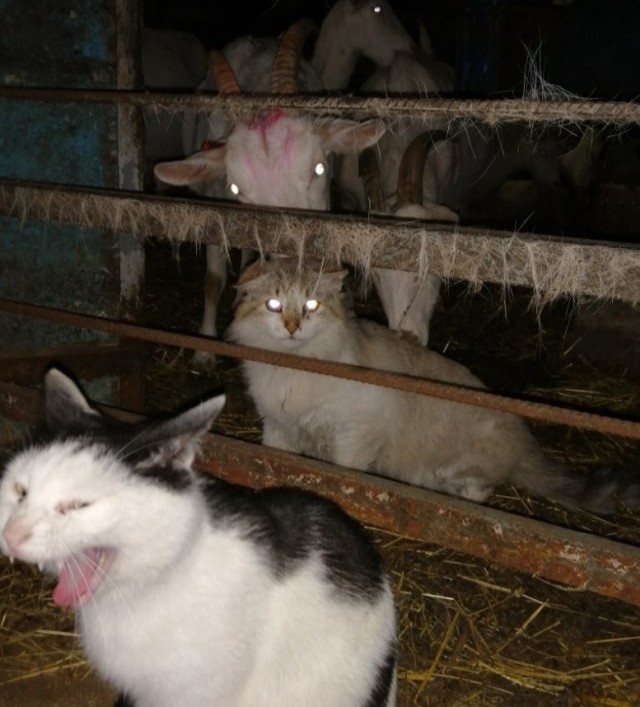 Коты из сети
