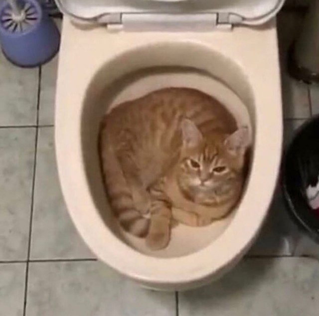 Эти забавные животные