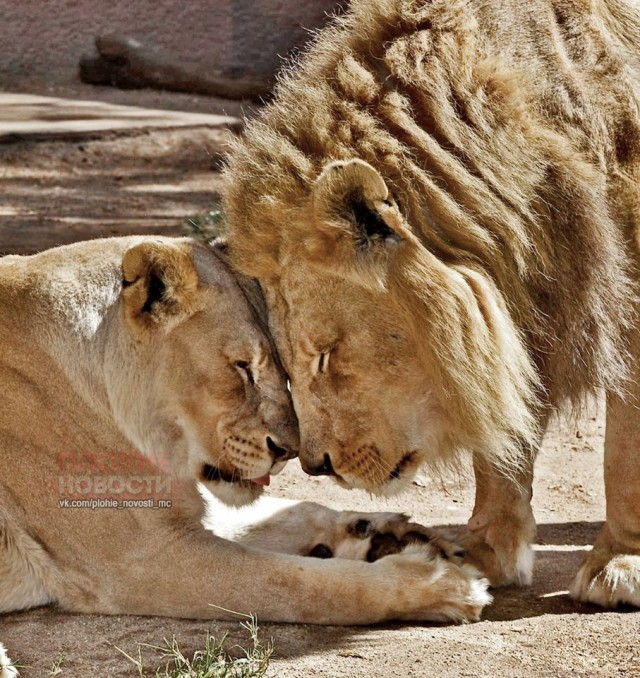 Влюбленных друг в друга льва и львицу усыпили в один день