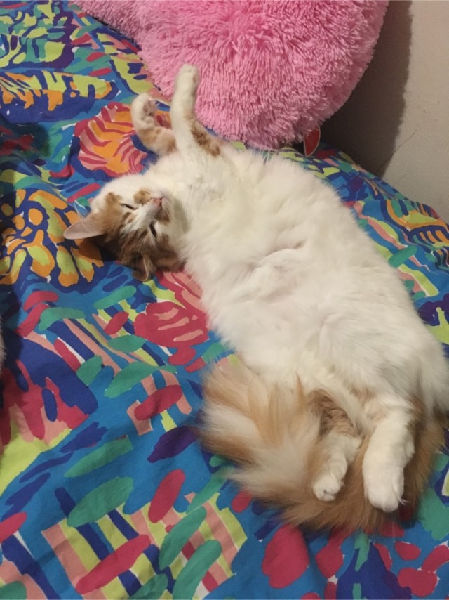 Коты, которые спят где попало и как попало