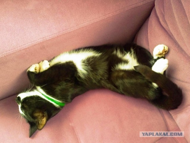 Котовторник же...