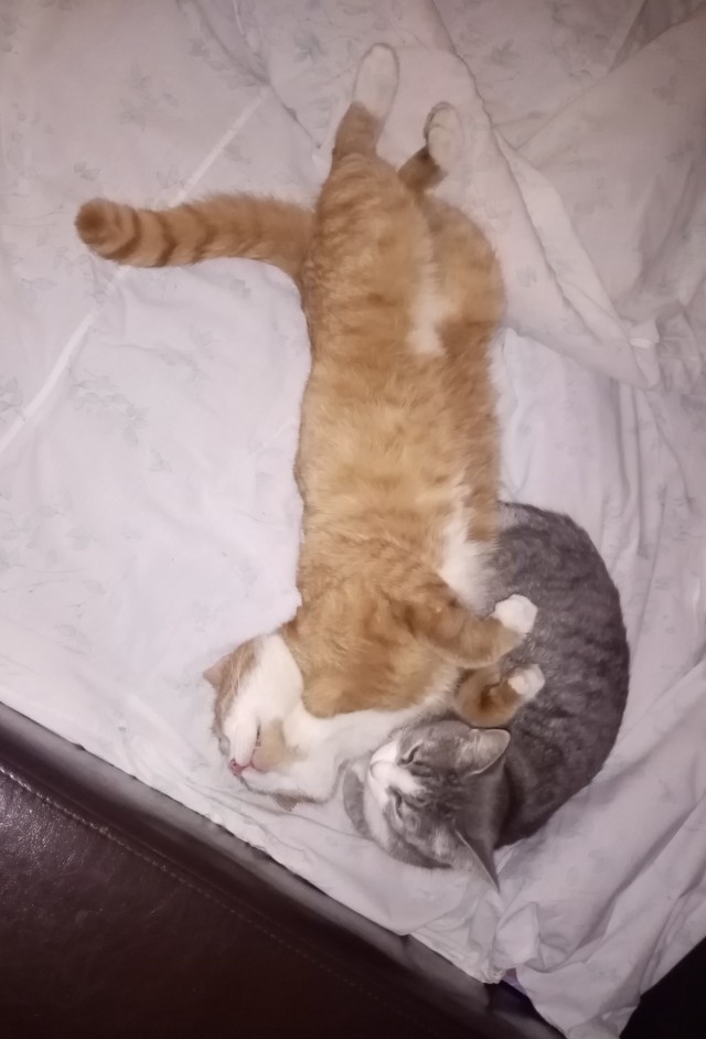 Котовторнику быть!