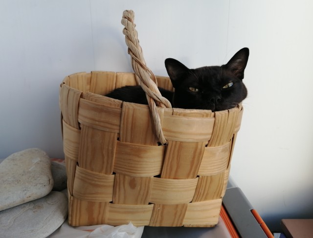 С котовторником!