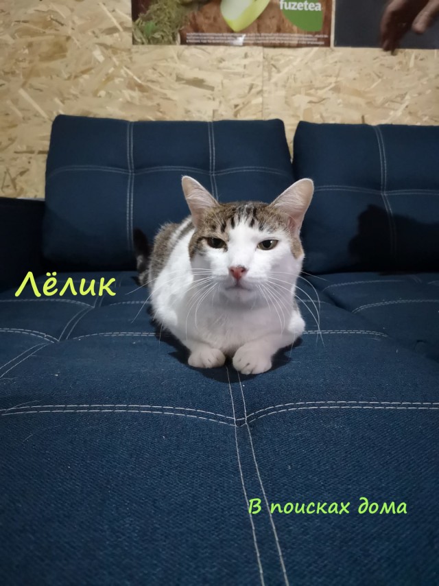Жизнь домашнего приюта "Котоленд" 309