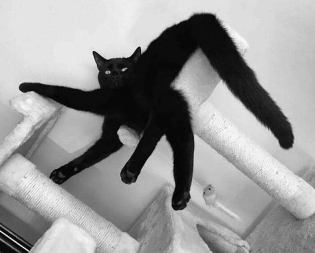 Забавные и милые котейки