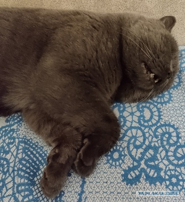 Это один и тот же кот
