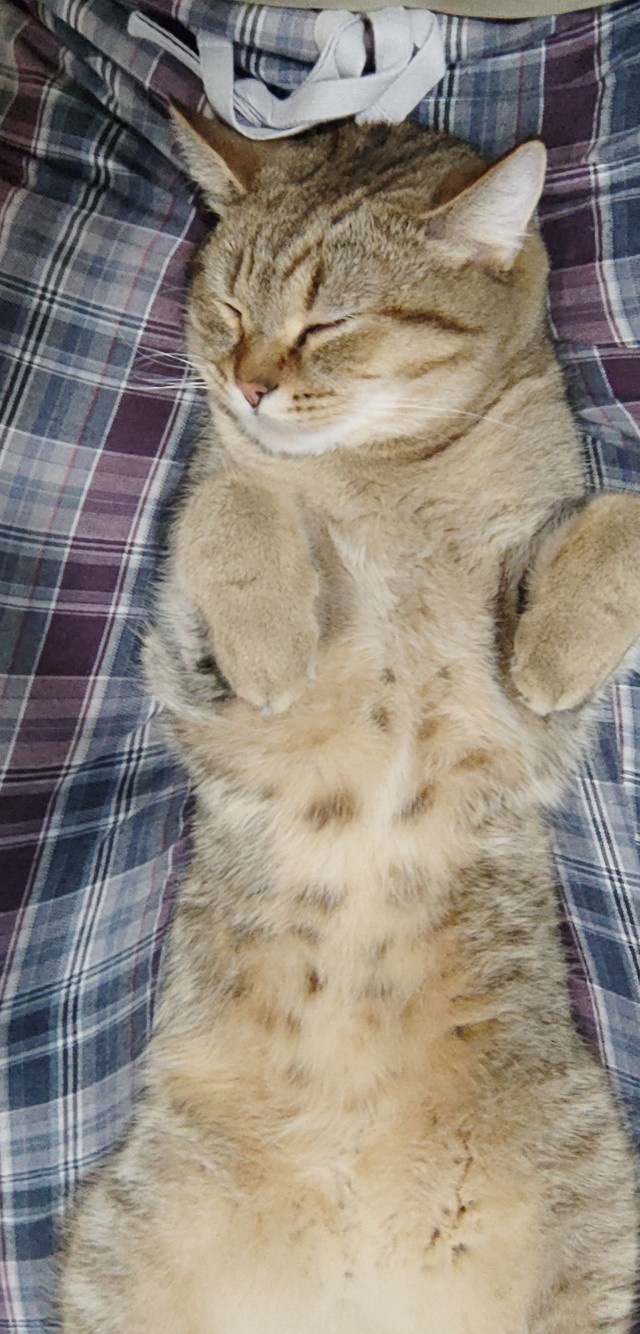 Котовторник вроде.