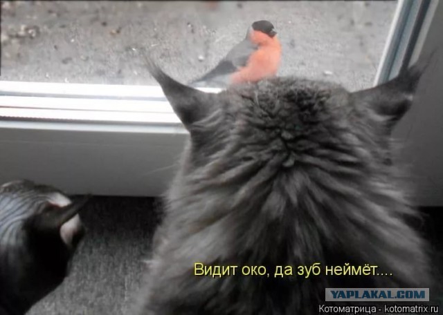 Кототелевизор