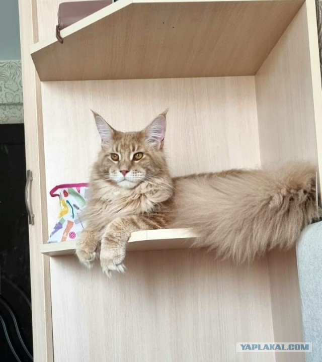 Кошка