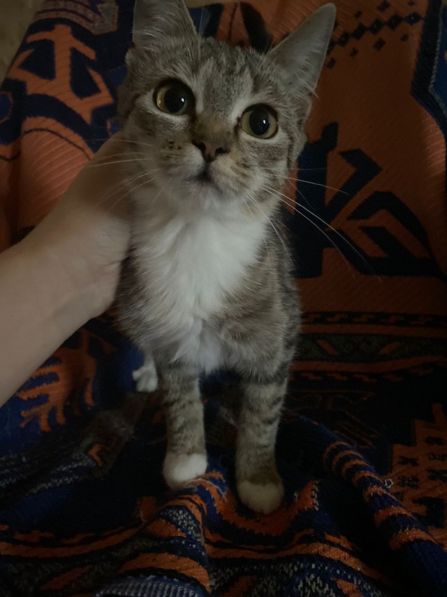 Жизнь домашнего приюта "Котоленд" 357