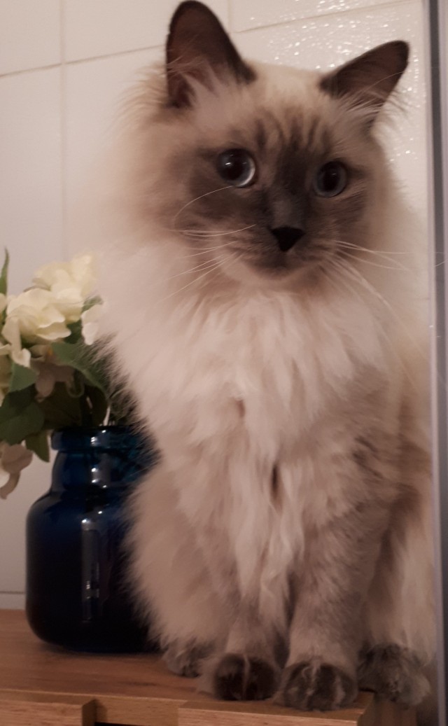 Котёнок по имени Гав
