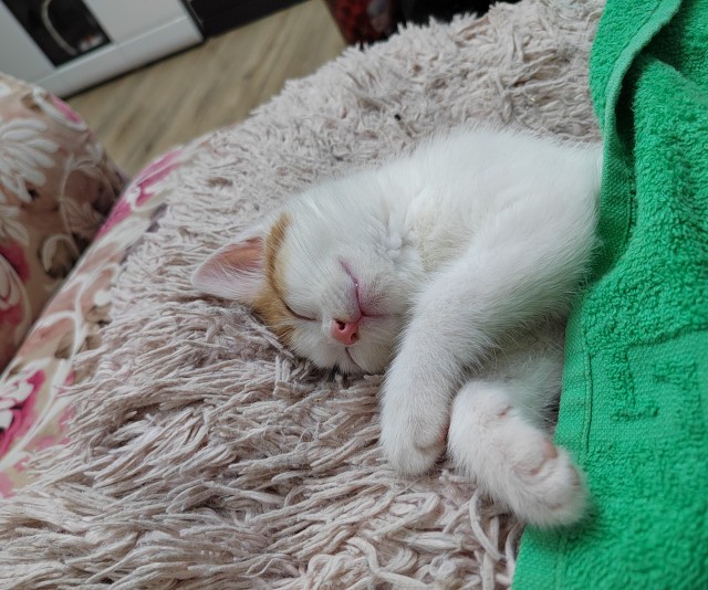 К вопросу о котах