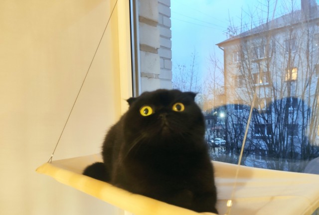 Сегодня День защиты черных котов!