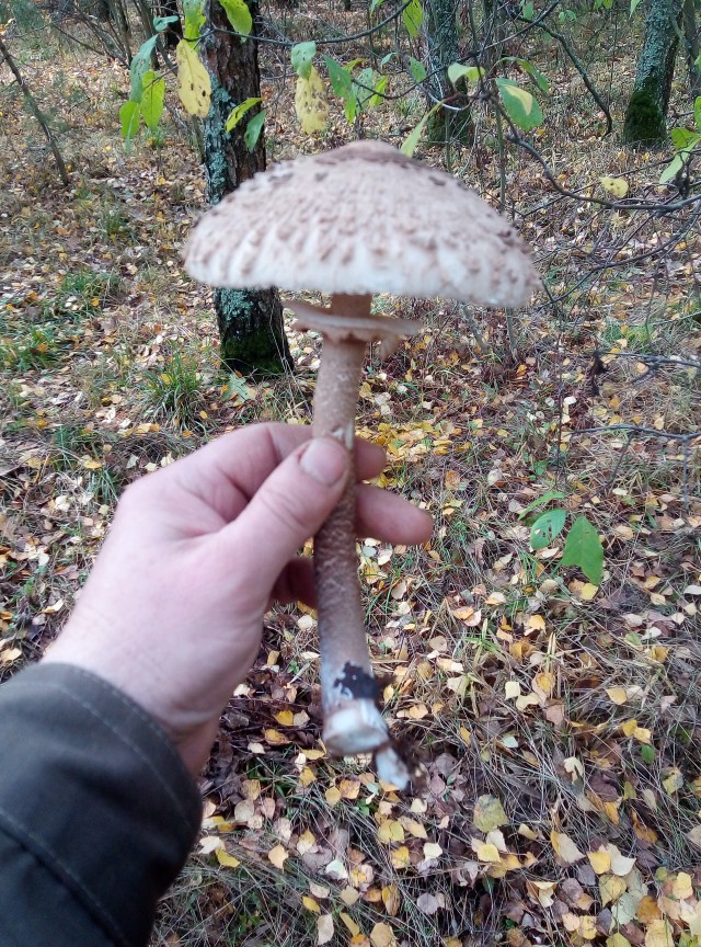 Десять самых красивых видов грибов в мире
