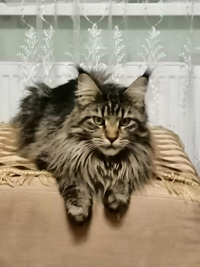 Мой Песдюк