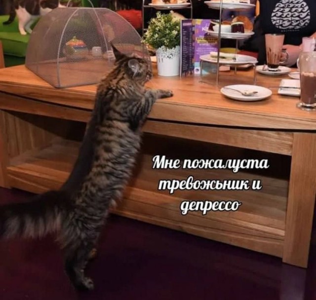 Картинки и мемы для настроения - 167