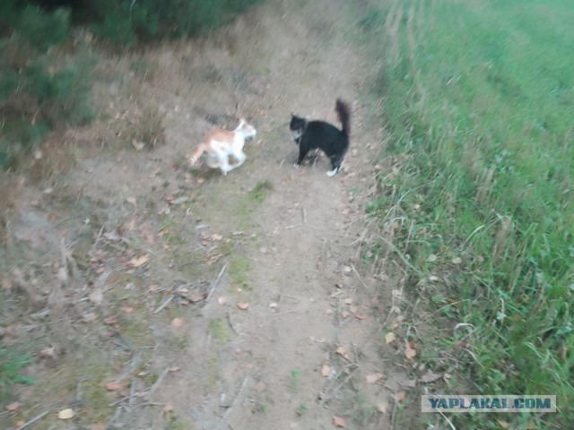 Жизнь домашнего приюта для котеек 464