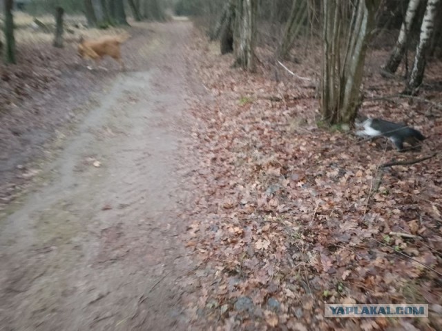 Жизнь домашнего приюта для котеек 476