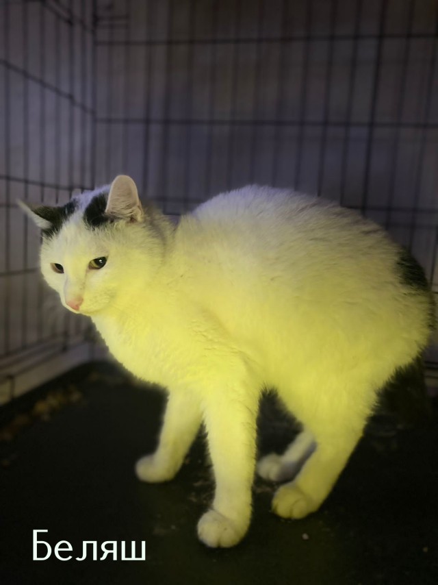 Жизнь домашнего приюта "Котоленд" 423