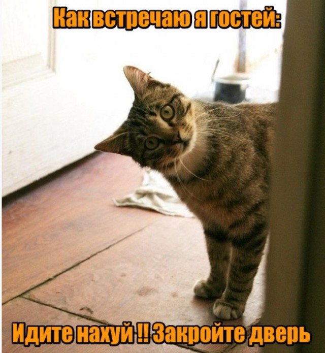 Жизнь домашнего приюта для котеек 497
