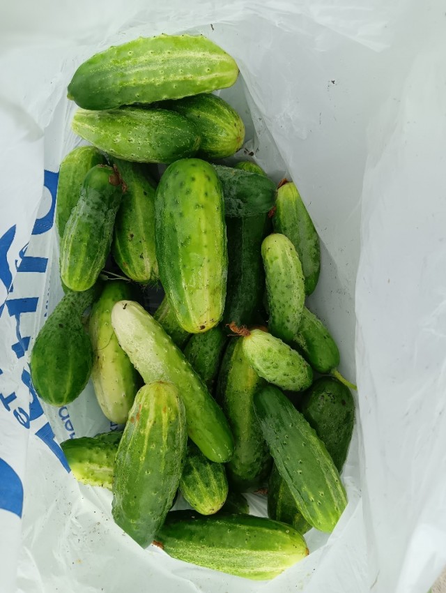 Конкурс рассказов «Как я про… лето» и другие приключения