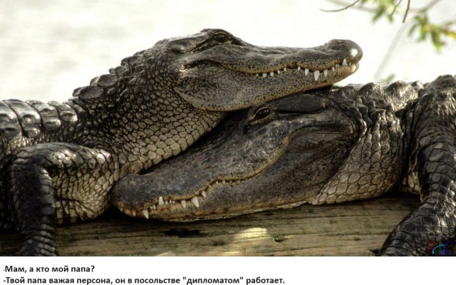Дипломат