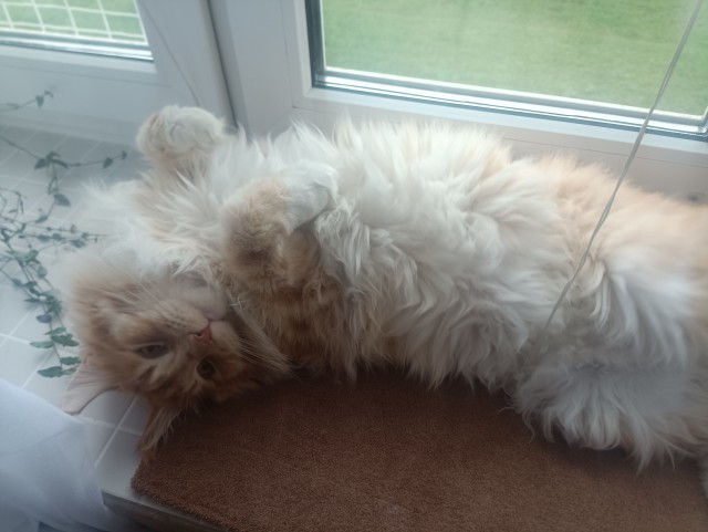 Нажрался и спит